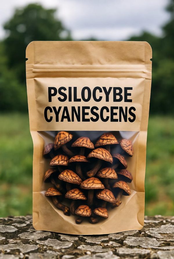 A transparent white bag containing dried Psilocybe Cyanescens mushrooms, featuring bold black text and a detailed mushroom illustration on the packaging.