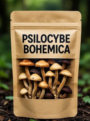 A close-up photograph of a clear plastic bag containing dried Psilocybe Bohemica magic mushrooms. The bag features black labeling with "Psilocybe Bohemica" text and an illustrative drawing of a Psilocybe Bohemica mushroom below it.
